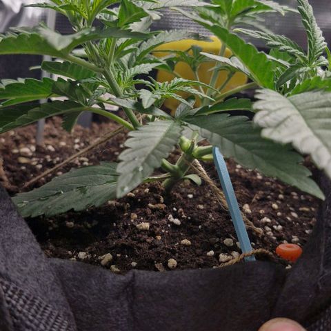 Gorilla Cookies Auto growlog timeline photo