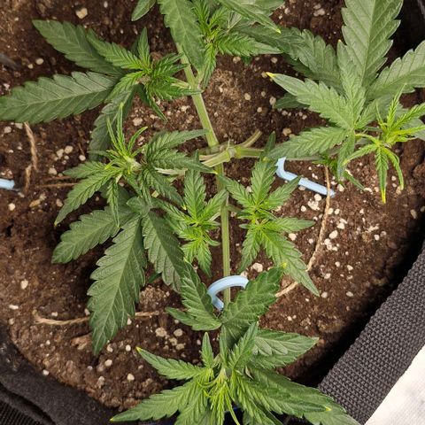 Gorilla Cookies Auto growlog timeline photo