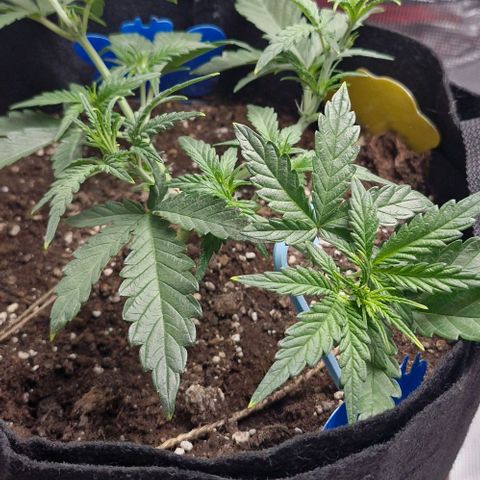 Gorilla Cookies Auto growlog timeline photo