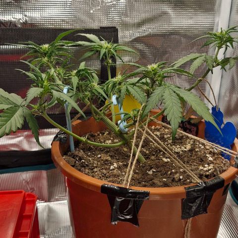 Lemon Cherry Cookies Auto growlog timeline photo