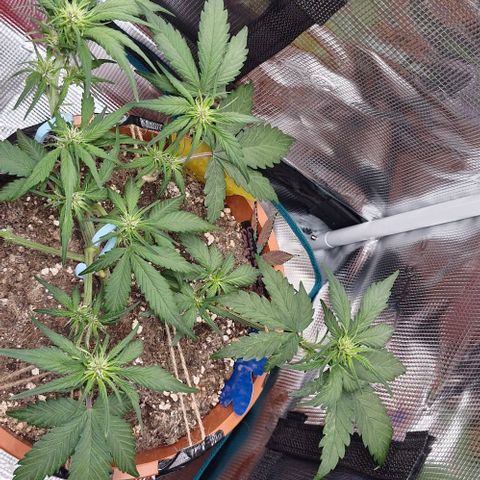 Lemon Cherry Cookies Auto growlog timeline photo