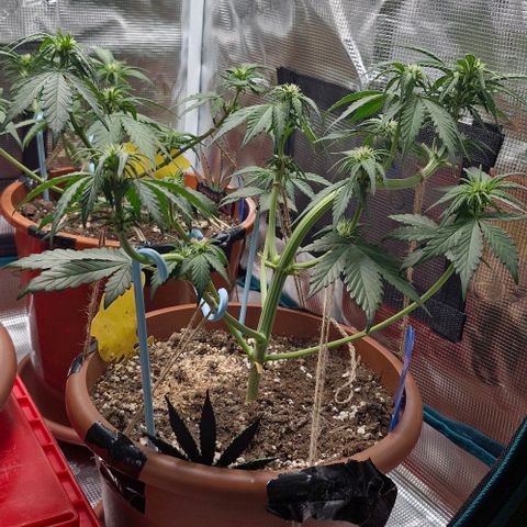 Banane Purple Punch Auto growlog timeline photo