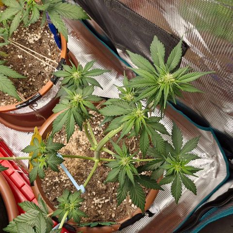 Banane Purple Punch Auto growlog timeline photo