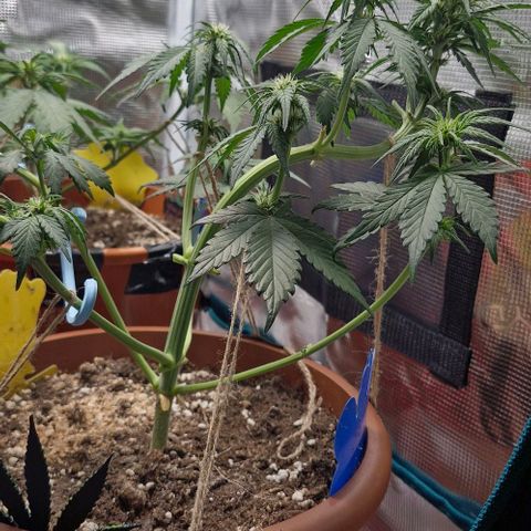 Banane Purple Punch Auto growlog timeline photo