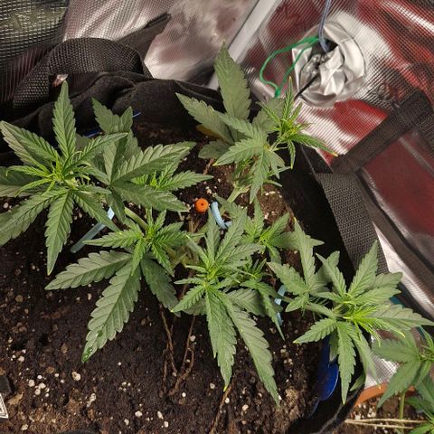 Gorilla Cookies Auto growlog timeline photo