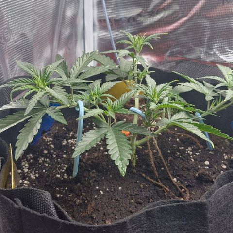 Gorilla Cookies Auto growlog timeline photo