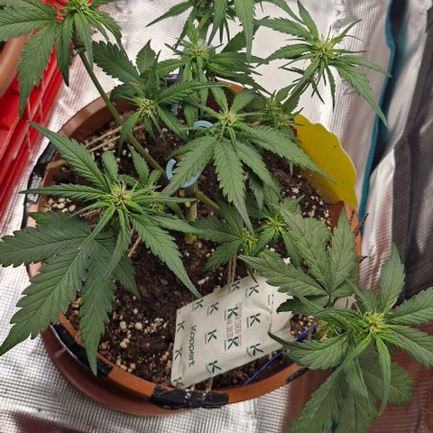 Lemon Cherry Cookies Auto growlog timeline photo