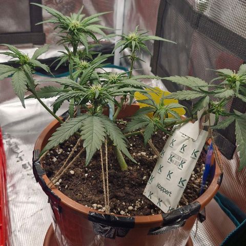 Lemon Cherry Cookies Auto growlog timeline photo