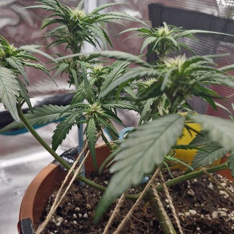 Lemon Cherry Cookies Auto growlog timeline photo