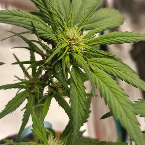 Lemon Cherry Cookies Auto growlog timeline photo