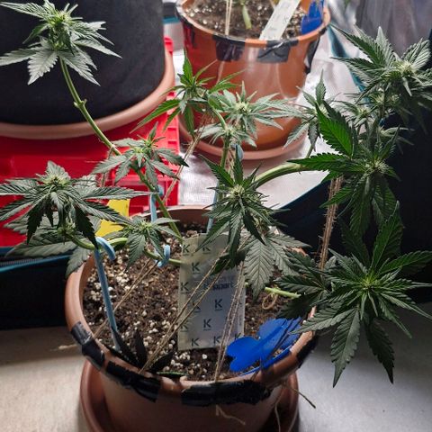 Banane Purple Punch Auto growlog timeline photo