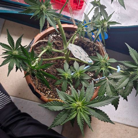 Banane Purple Punch Auto growlog timeline photo