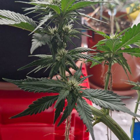 Banane Purple Punch Auto growlog timeline photo