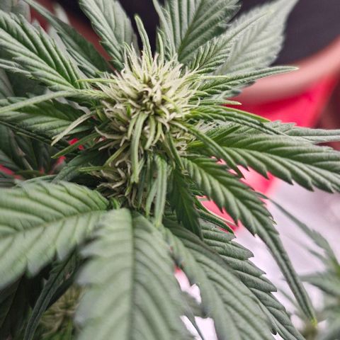 Banane Purple Punch Auto growlog timeline photo