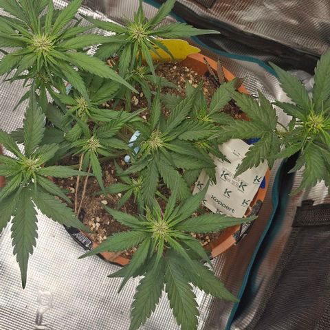 Lemon Cherry Cookies Auto growlog timeline photo