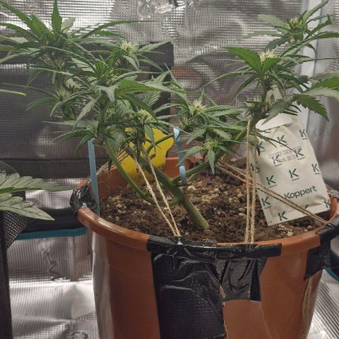 Lemon Cherry Cookies Auto growlog timeline photo