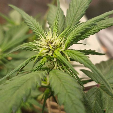 Lemon Cherry Cookies Auto growlog timeline photo
