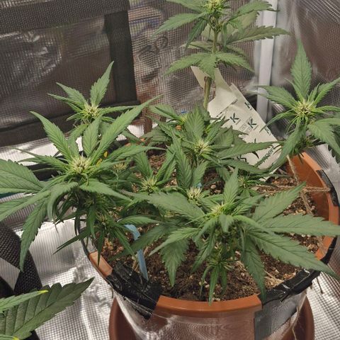 Lemon Cherry Cookies Auto growlog timeline photo