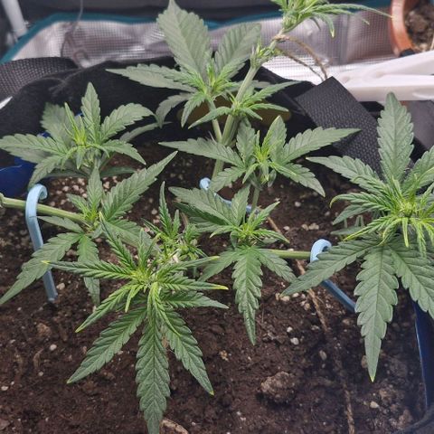 Gorilla Cookies Auto growlog timeline photo