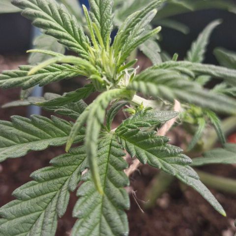 Gorilla Cookies Auto growlog timeline photo