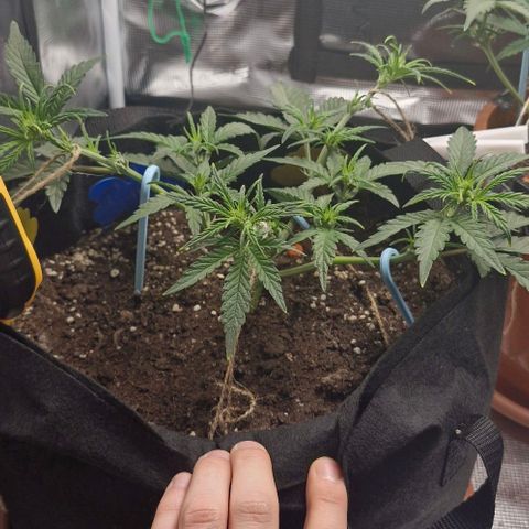 Gorilla Cookies Auto growlog timeline photo