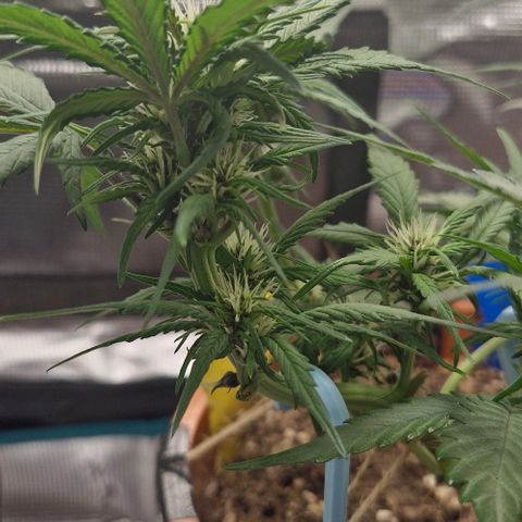 Lemon Cherry Cookies Auto growlog timeline photo
