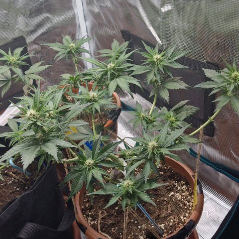 Banane Purple Punch Auto growlog timeline photo