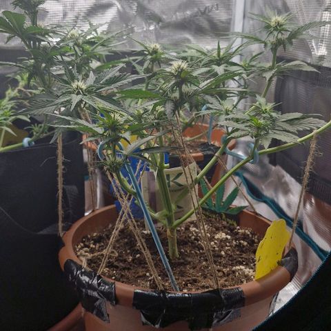 Banane Purple Punch Auto growlog timeline photo