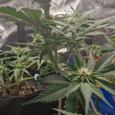 Banane Purple Punch Auto growlog timeline photo
