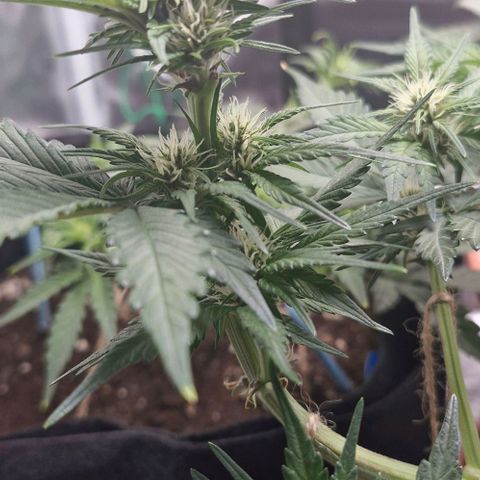 Banane Purple Punch Auto growlog timeline photo