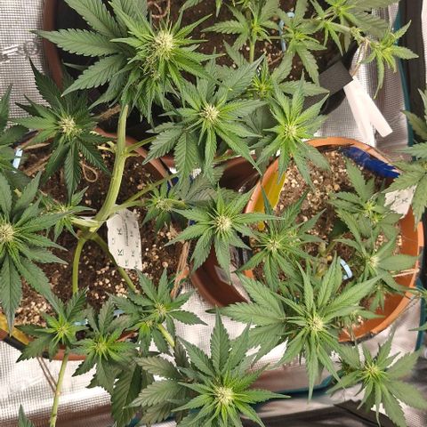 Banane Purple Punch Auto growlog timeline photo