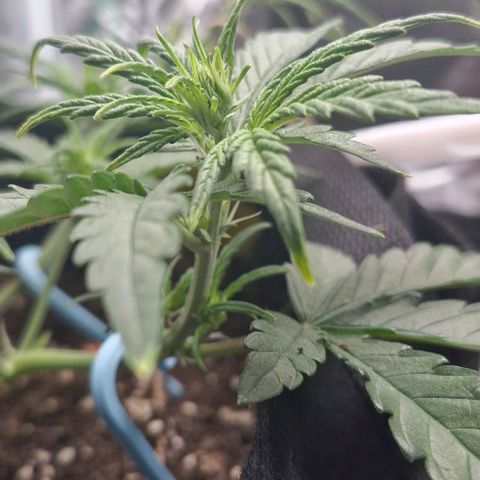 Gorilla Cookies Auto growlog timeline photo