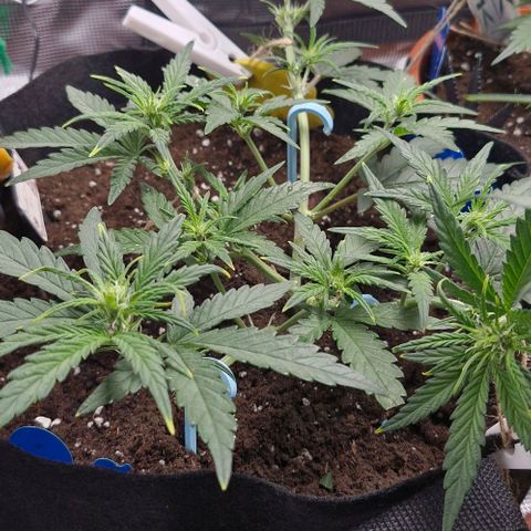 Gorilla Cookies Auto growlog timeline photo