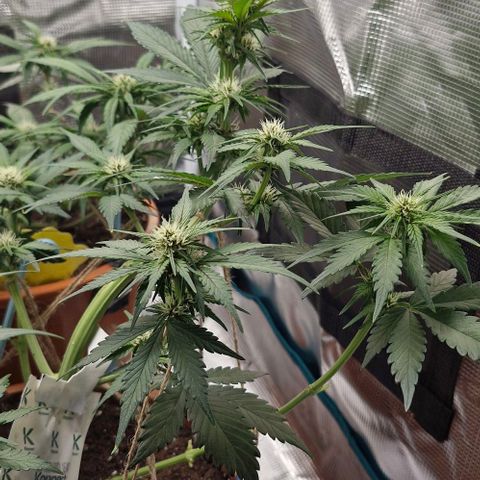 Banane Purple Punch Auto growlog timeline photo