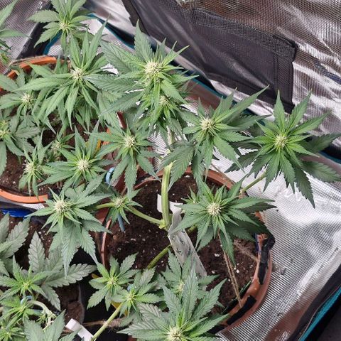 Banane Purple Punch Auto growlog timeline photo