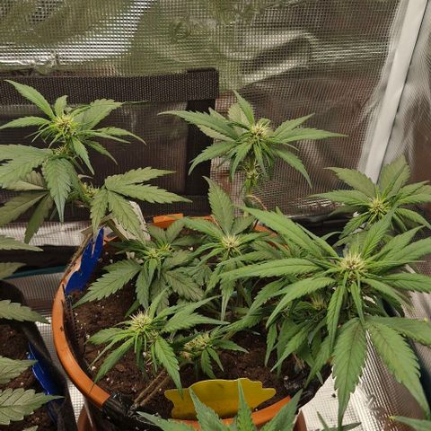 Lemon Cherry Cookies Auto growlog timeline photo