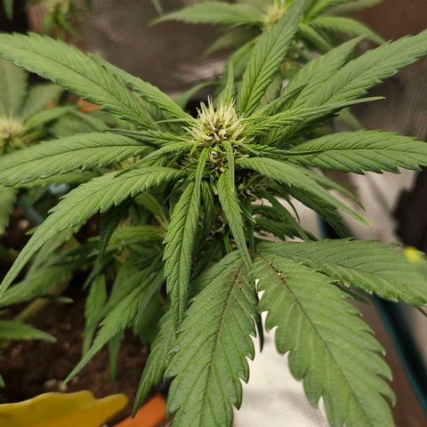 Lemon Cherry Cookies Auto growlog timeline photo