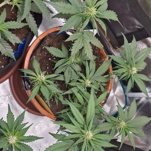 Lemon Cherry Cookies Auto growlog timeline photo