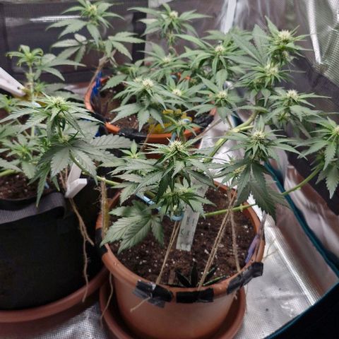 Banane Purple Punch Auto growlog timeline photo