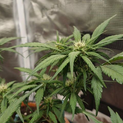 Lemon Cherry Cookies Auto growlog timeline photo