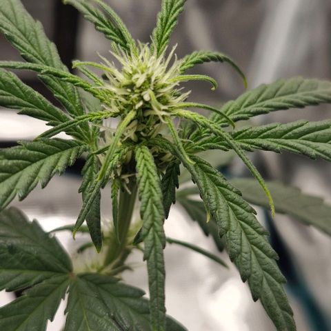 Gorilla Cookies Auto growlog timeline photo