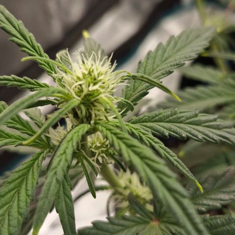 Gorilla Cookies Auto growlog timeline photo