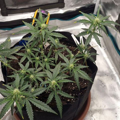 Gorilla Cookies Auto growlog timeline photo