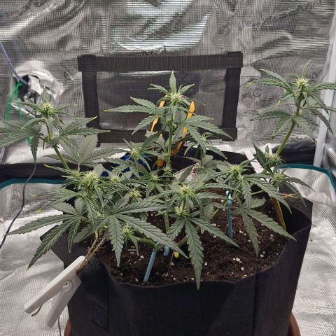 Gorilla Cookies Auto growlog timeline photo