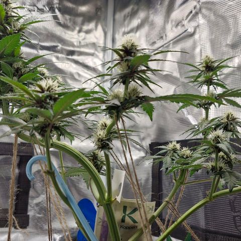 Banane Purple Punch Auto growlog timeline photo