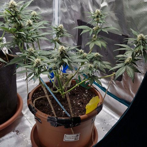 Banane Purple Punch Auto growlog timeline photo