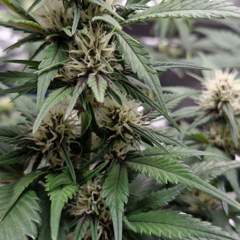 Banane Purple Punch Auto growlog timeline photo