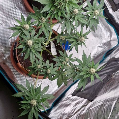 Banane Purple Punch Auto growlog timeline photo