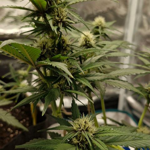 Banane Purple Punch Auto growlog timeline photo