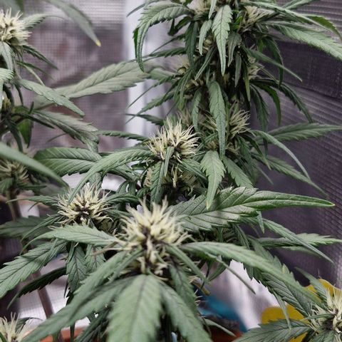 Lemon Cherry Cookies Auto growlog timeline photo
